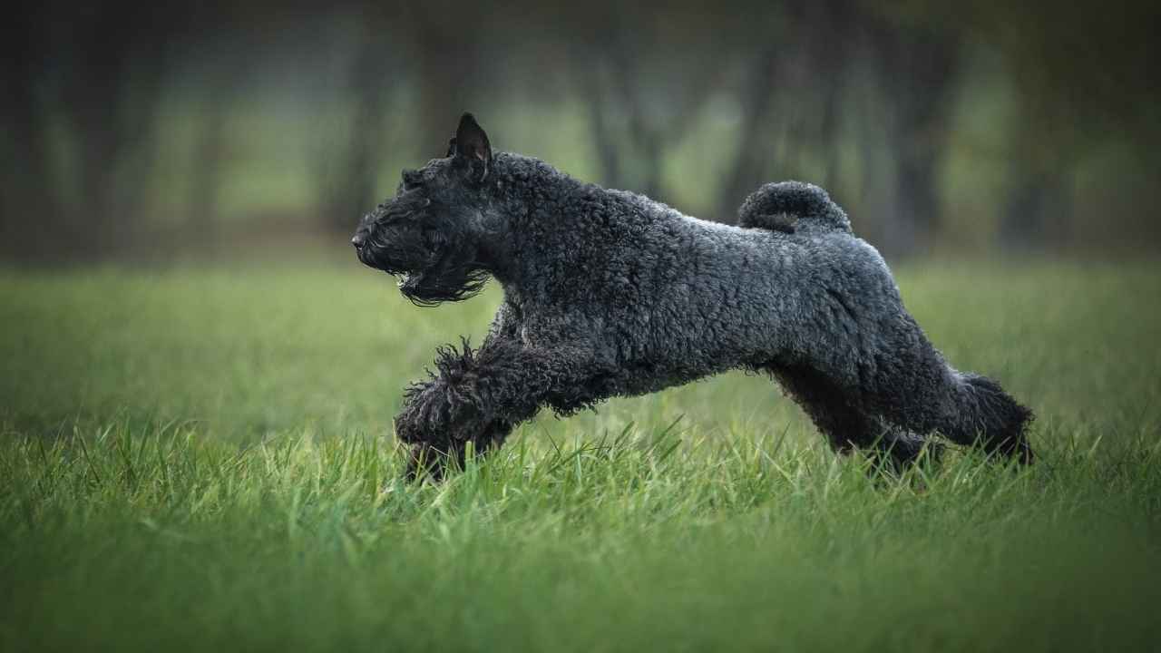 Kerry Blue Terrier