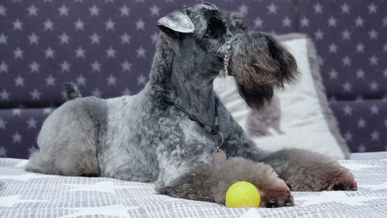 Kerry Blue Terrier