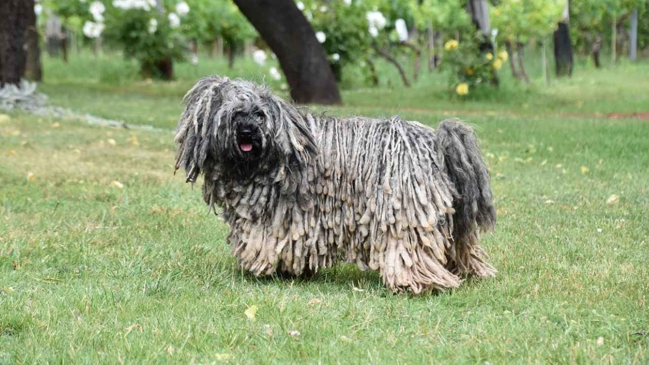 Komondor