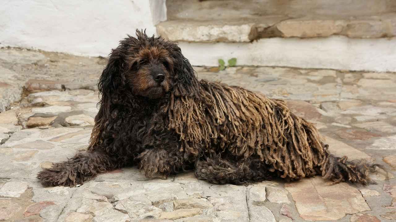 Komondor