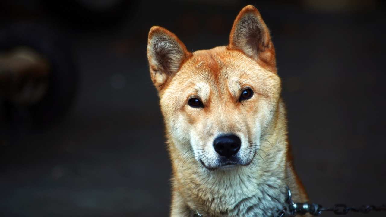 Korean Jindo