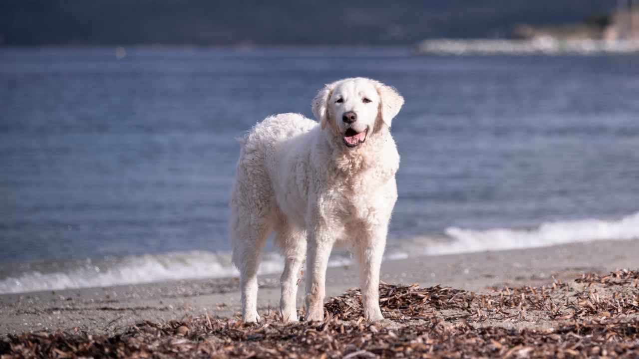 Kuvasz