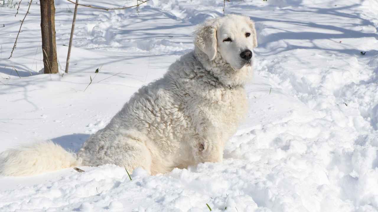 Kuvasz