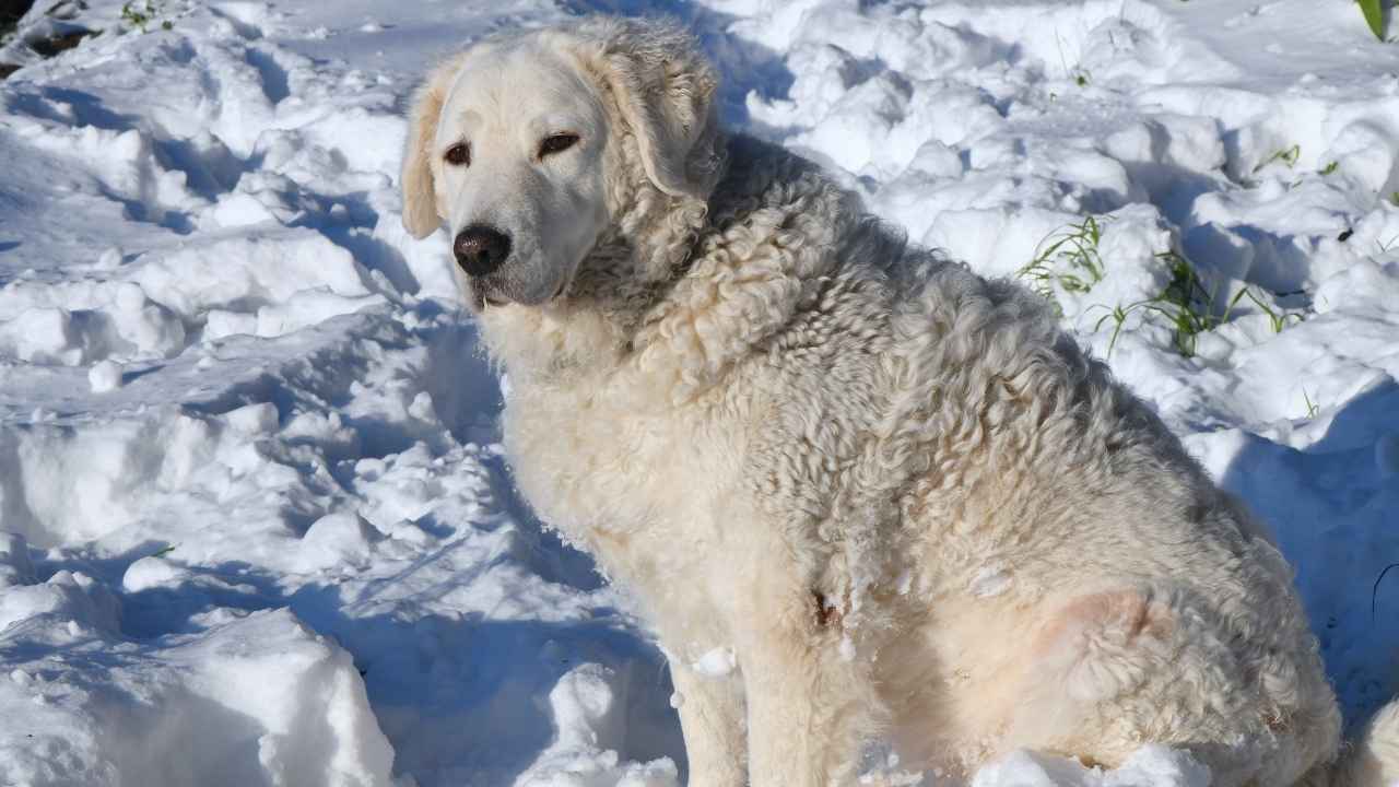 Kuvasz