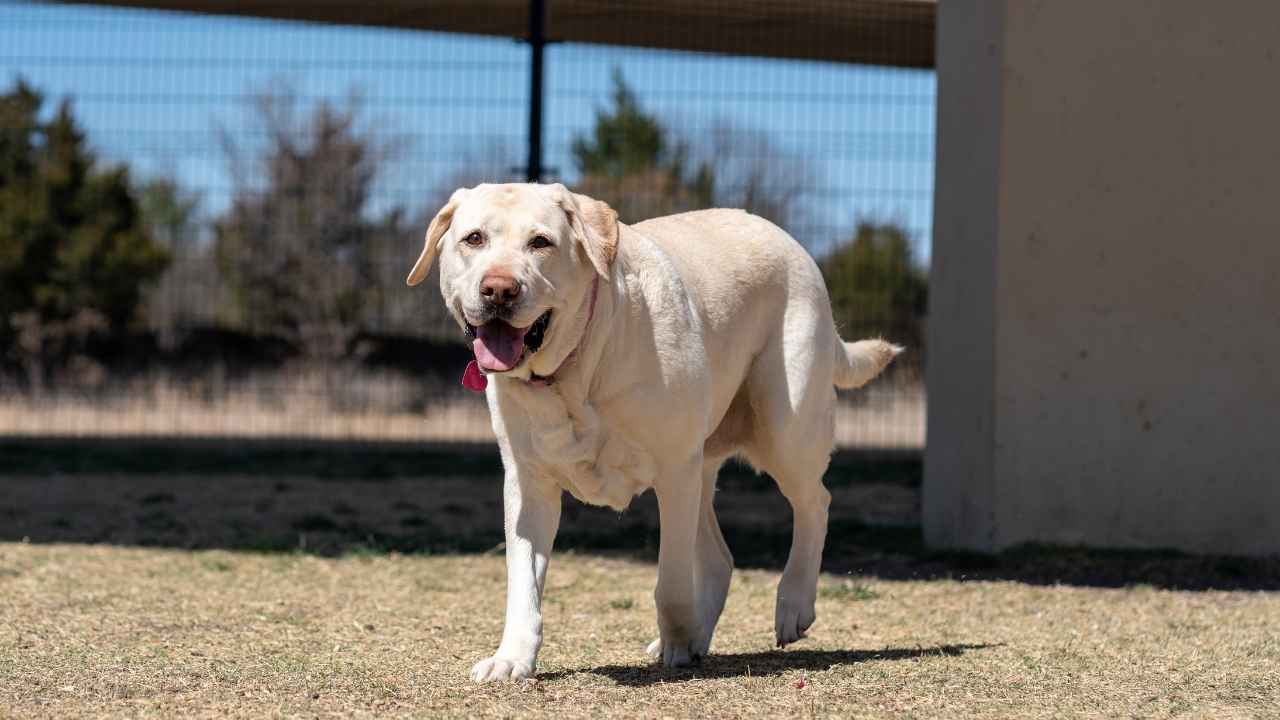 Labrador Retriever