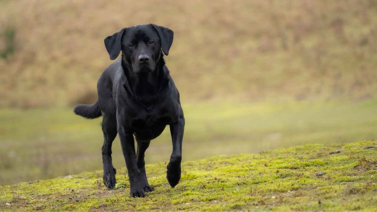 Labrador Retriever