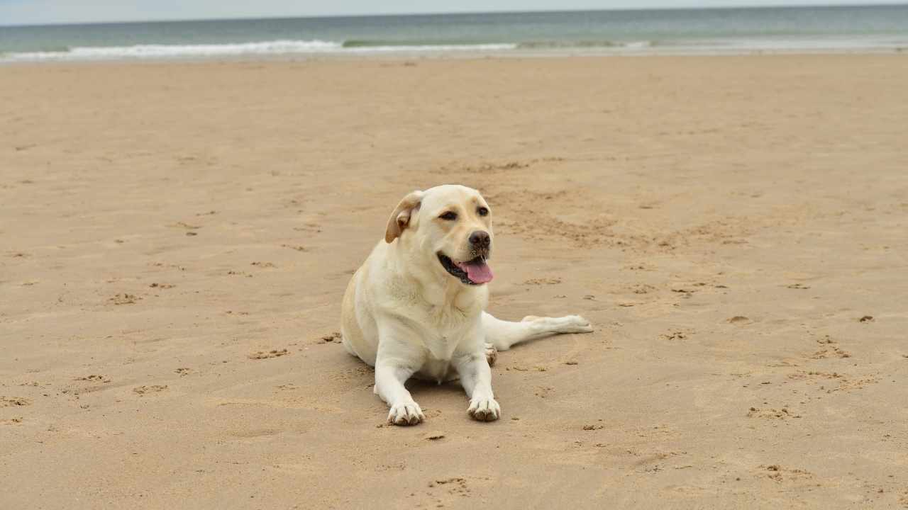 Labrador Retriever