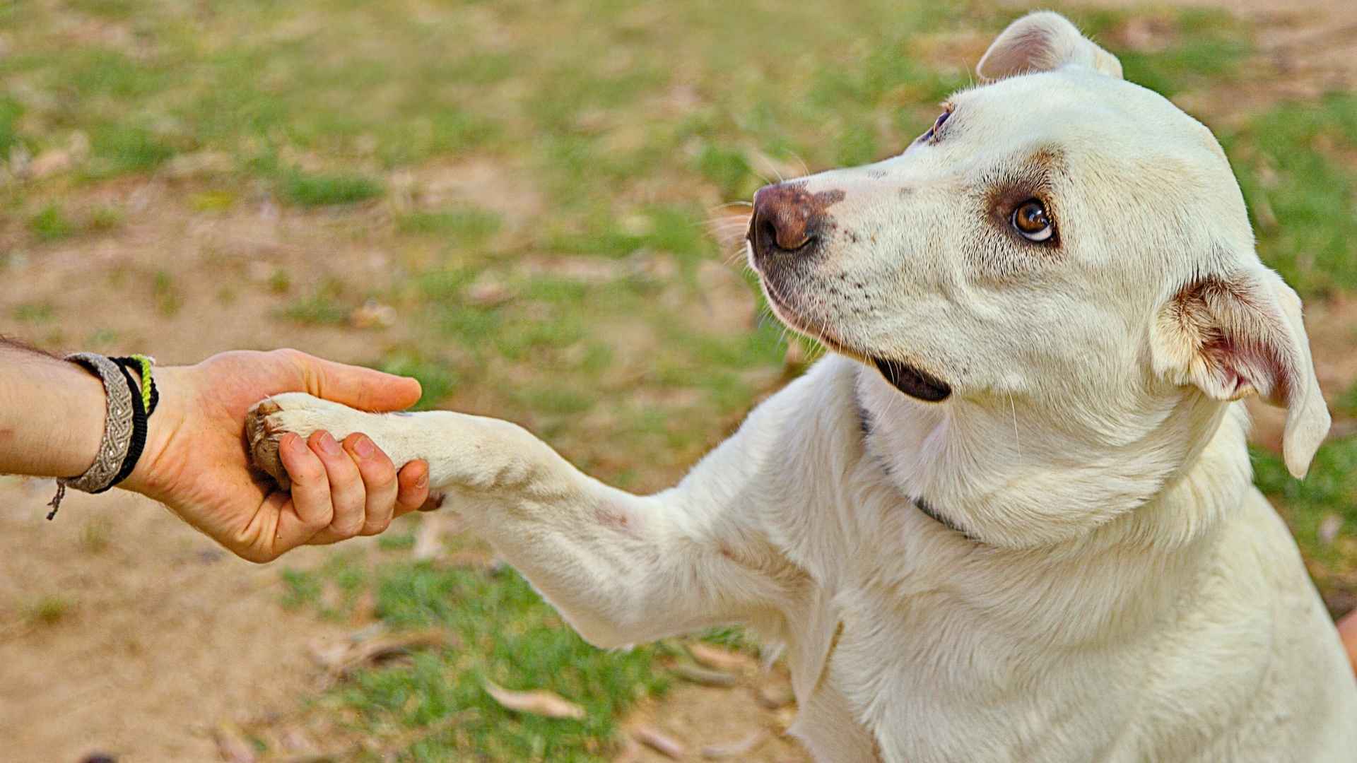 Labrador Retriever 31