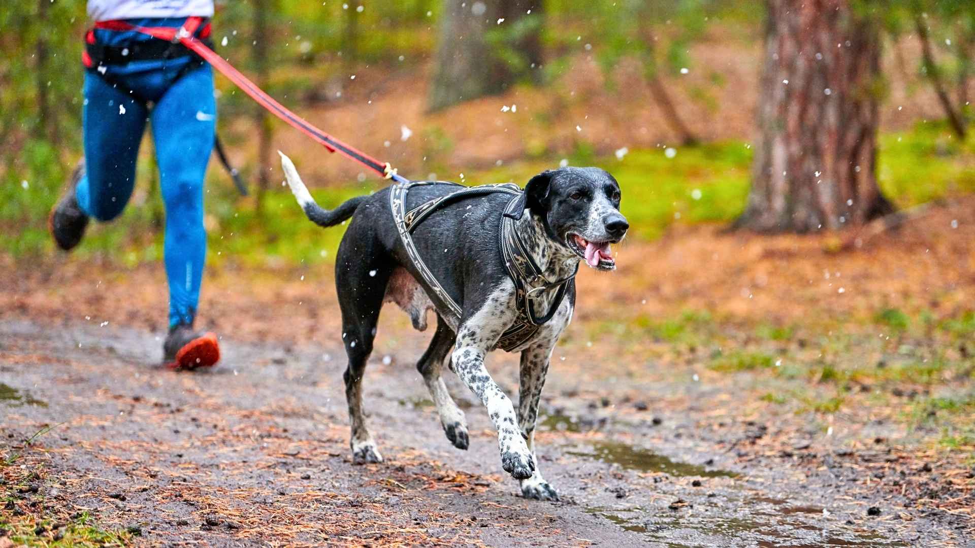 Labrador Retriever 55