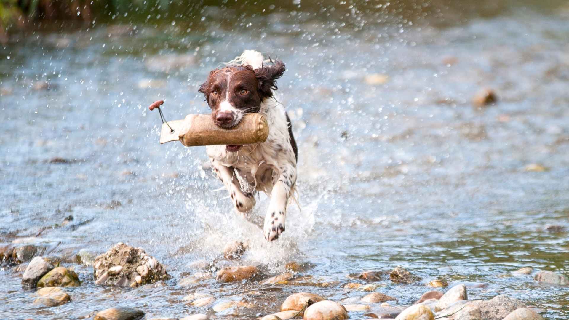 Labrador Retriever 57