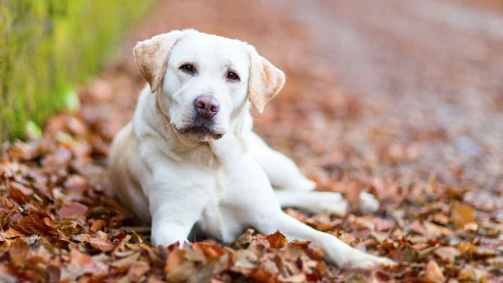 Labrador Retriever 6 3