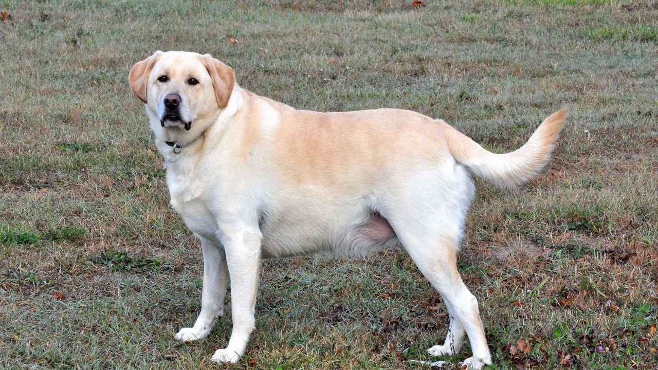 Labrador Retriever