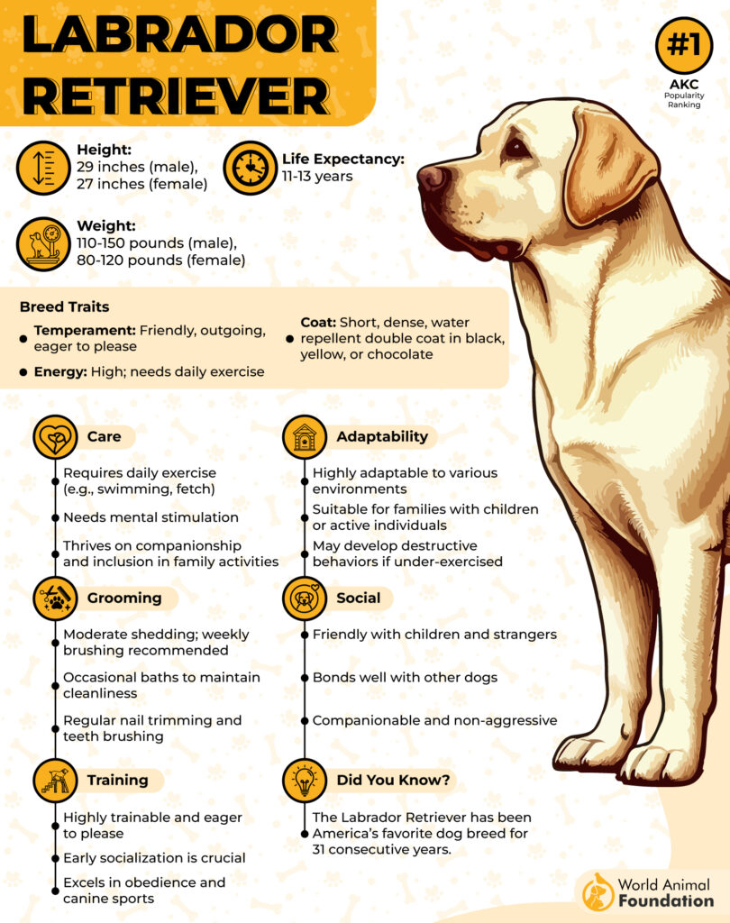 Labrador Retriever Breed Profile 1