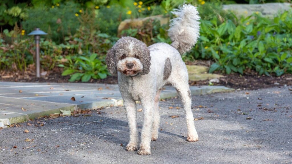 Lagotto Romagnolo