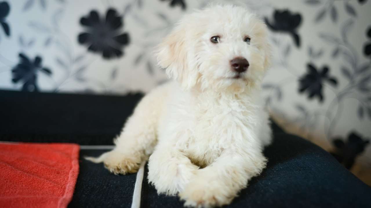 Lagotto Romagnolo