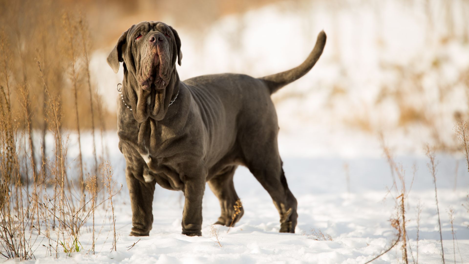 Large Dog Breeds Known For Aging