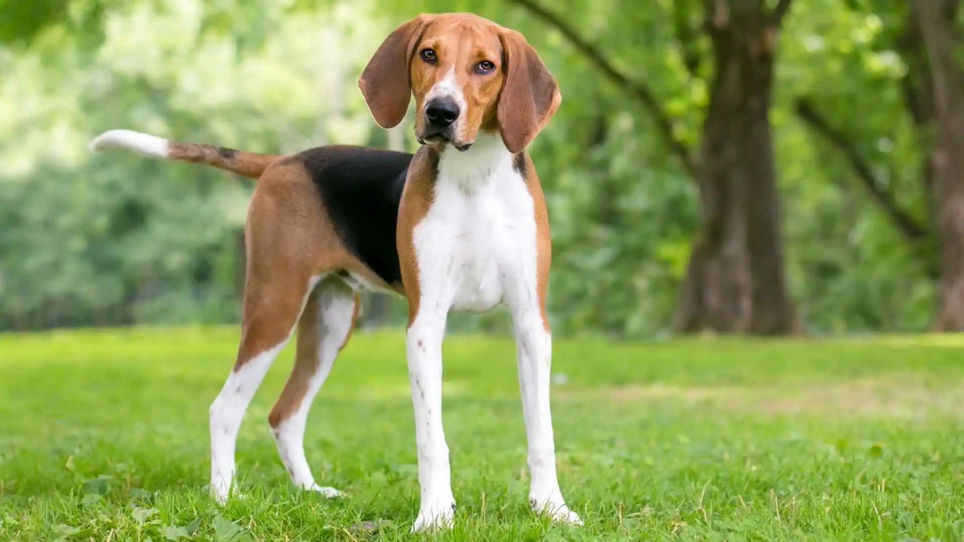 Least Popular Dog Breeds in America