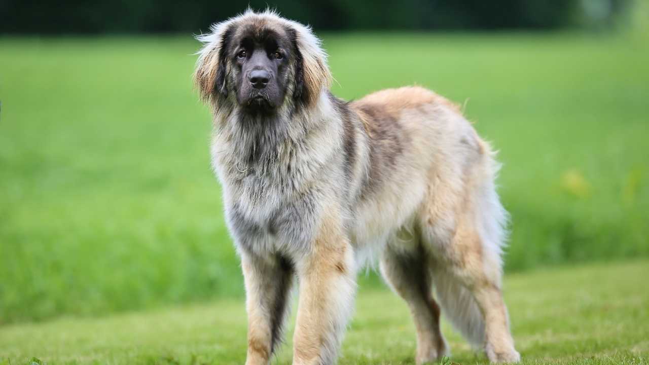 Leonberger