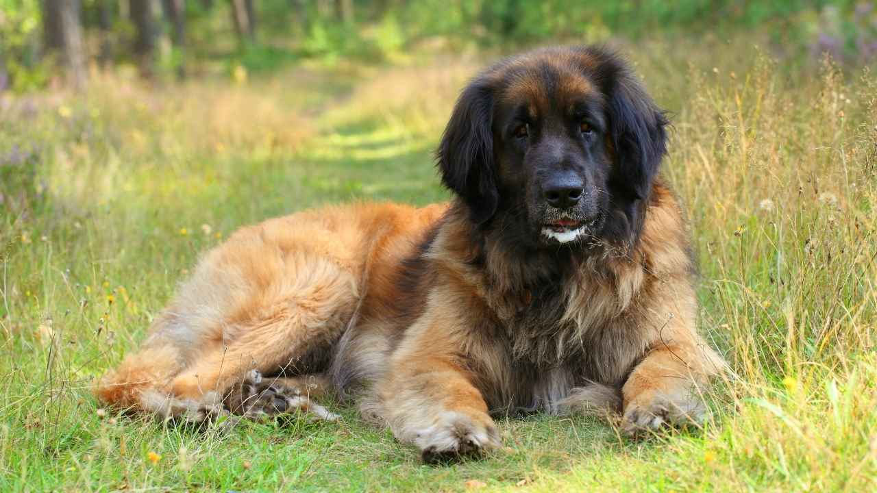 Leonberger