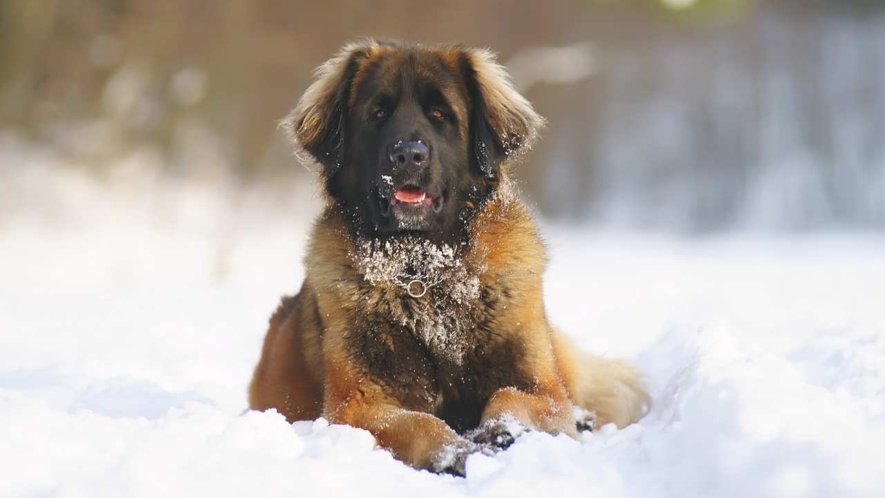 Leonberger