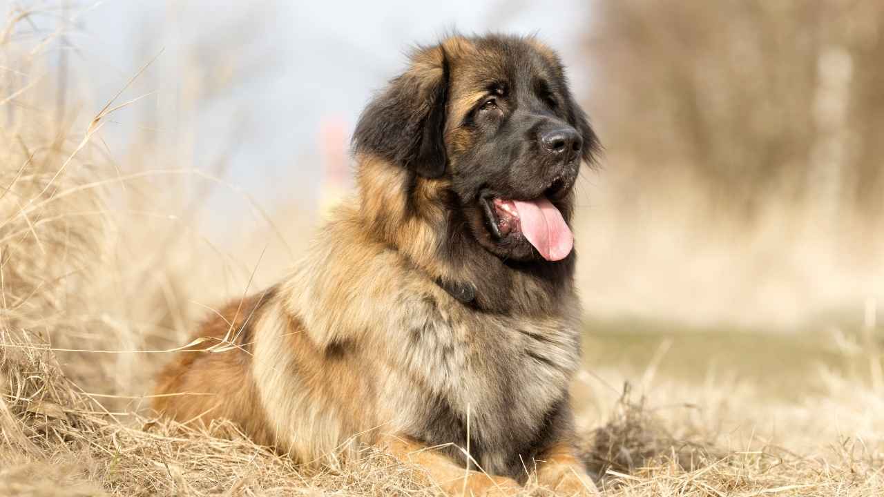 Leonberger