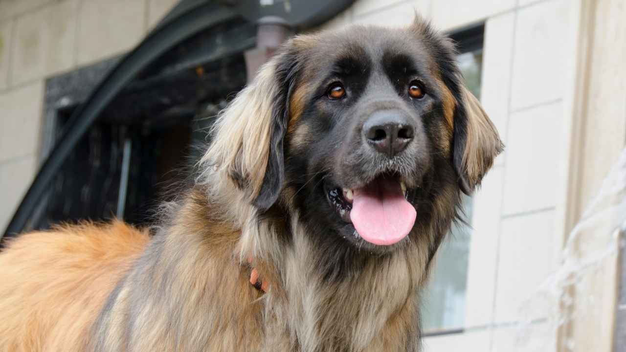 Leonberger