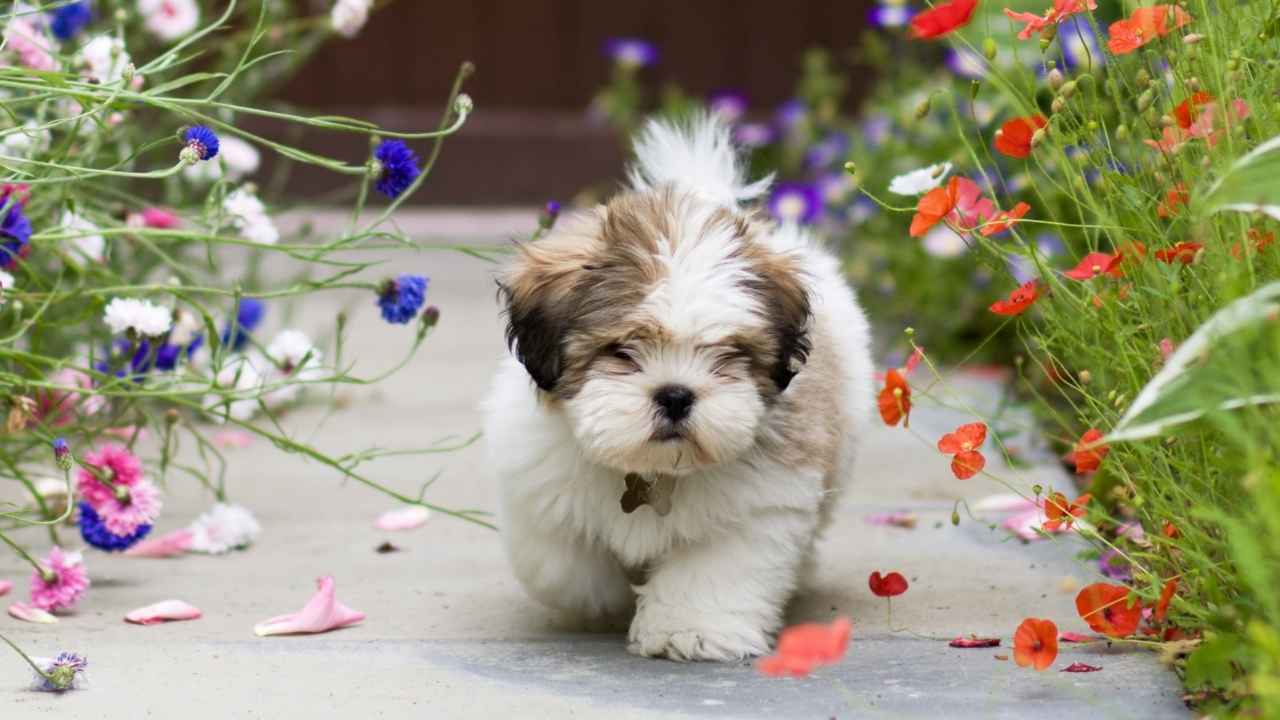 Lhasa Apso