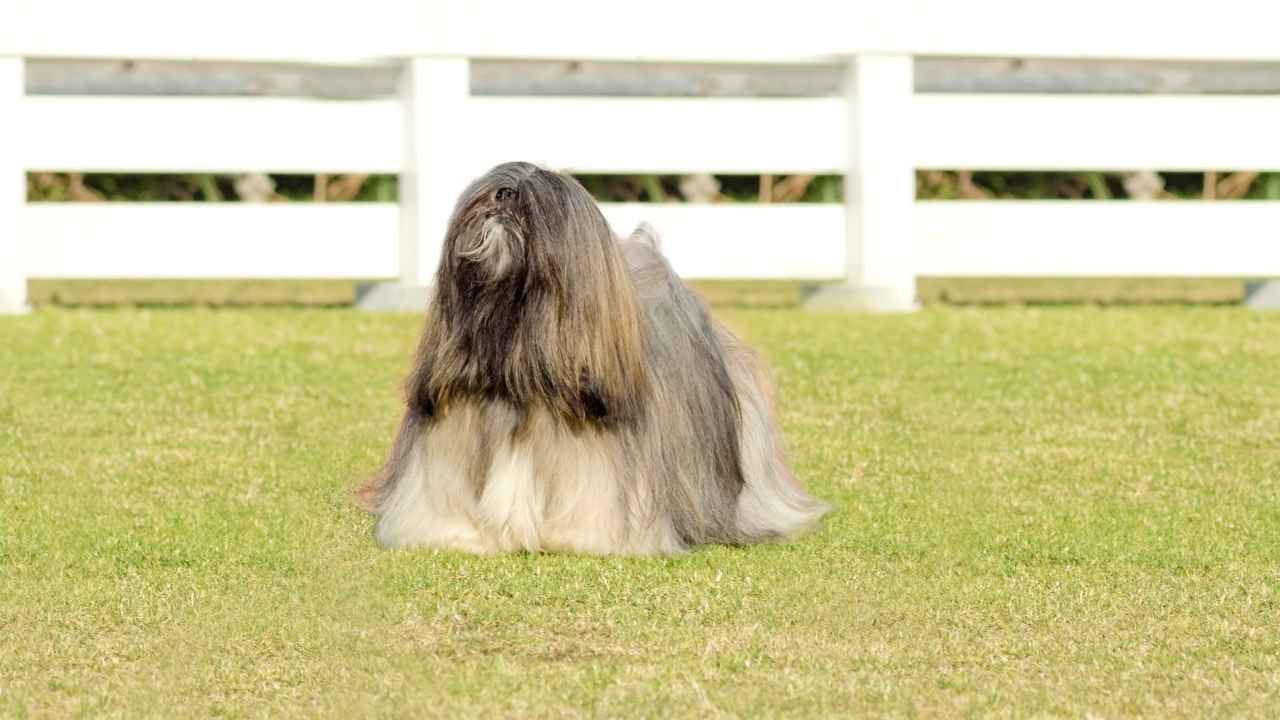 Lhasa Apso