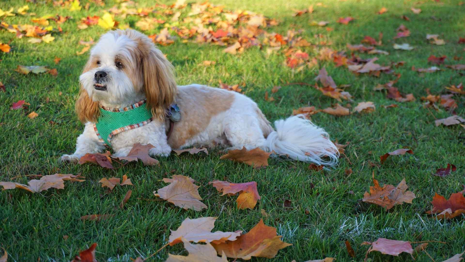 Lhasa Apso