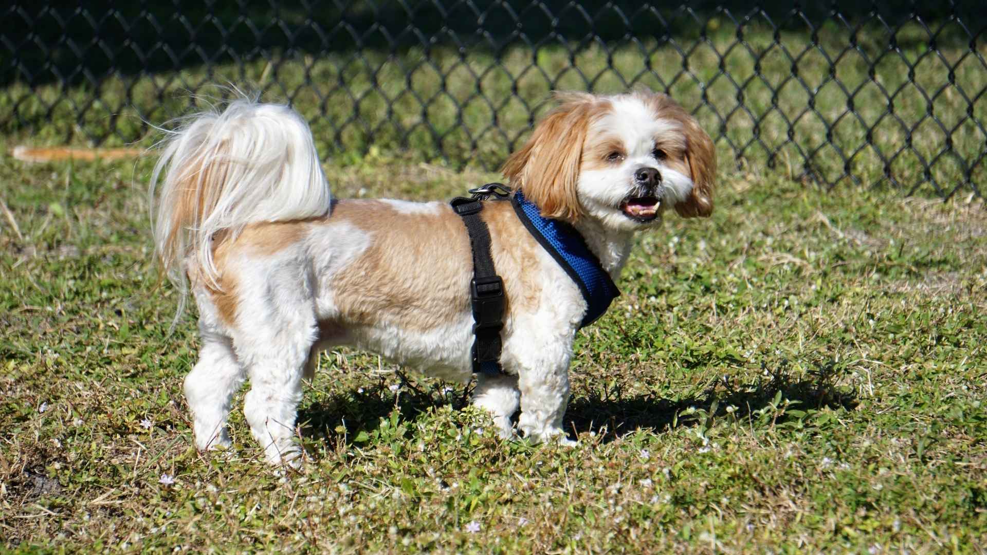 Lhasa Apso