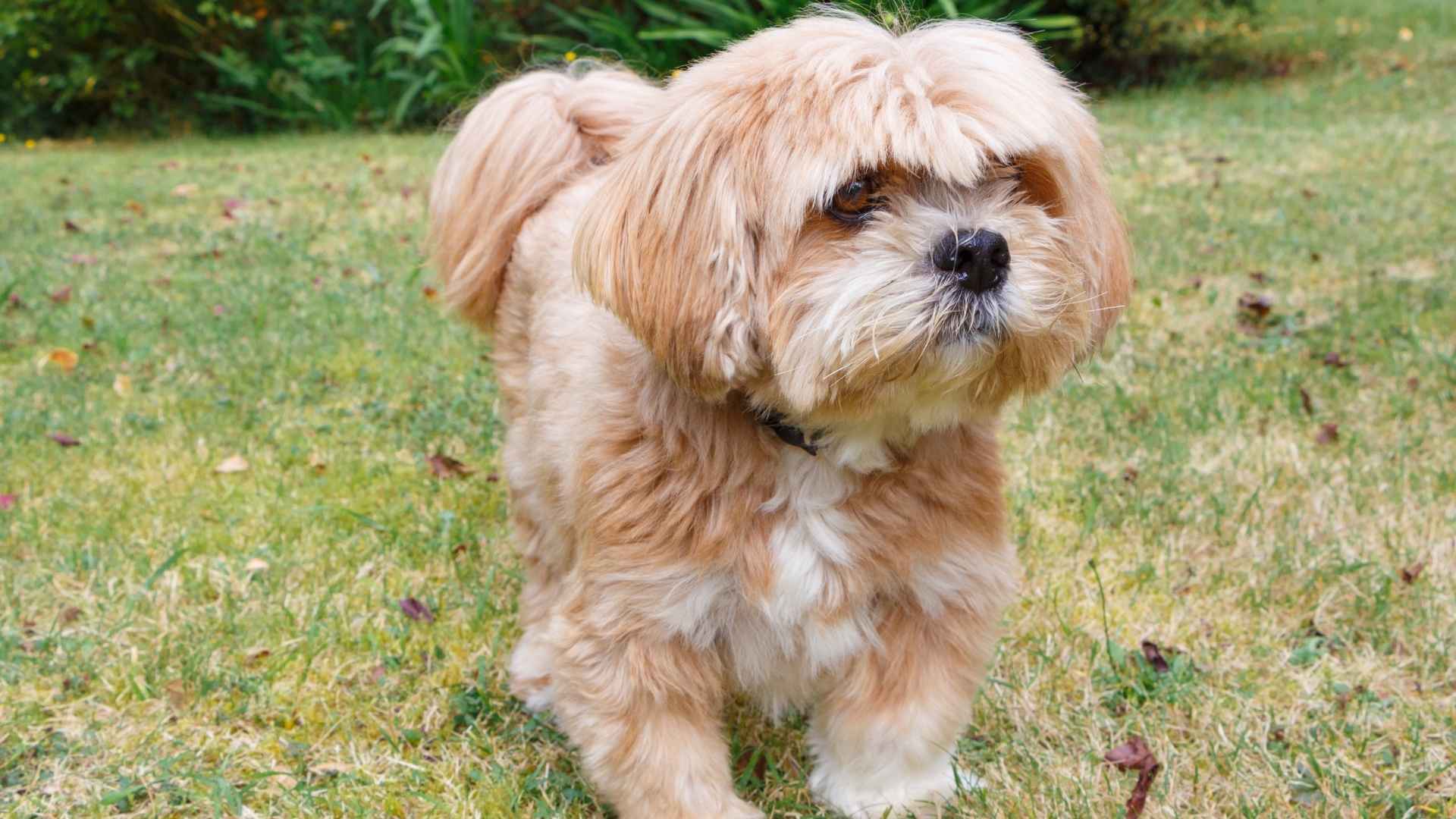 Lhasa Apso