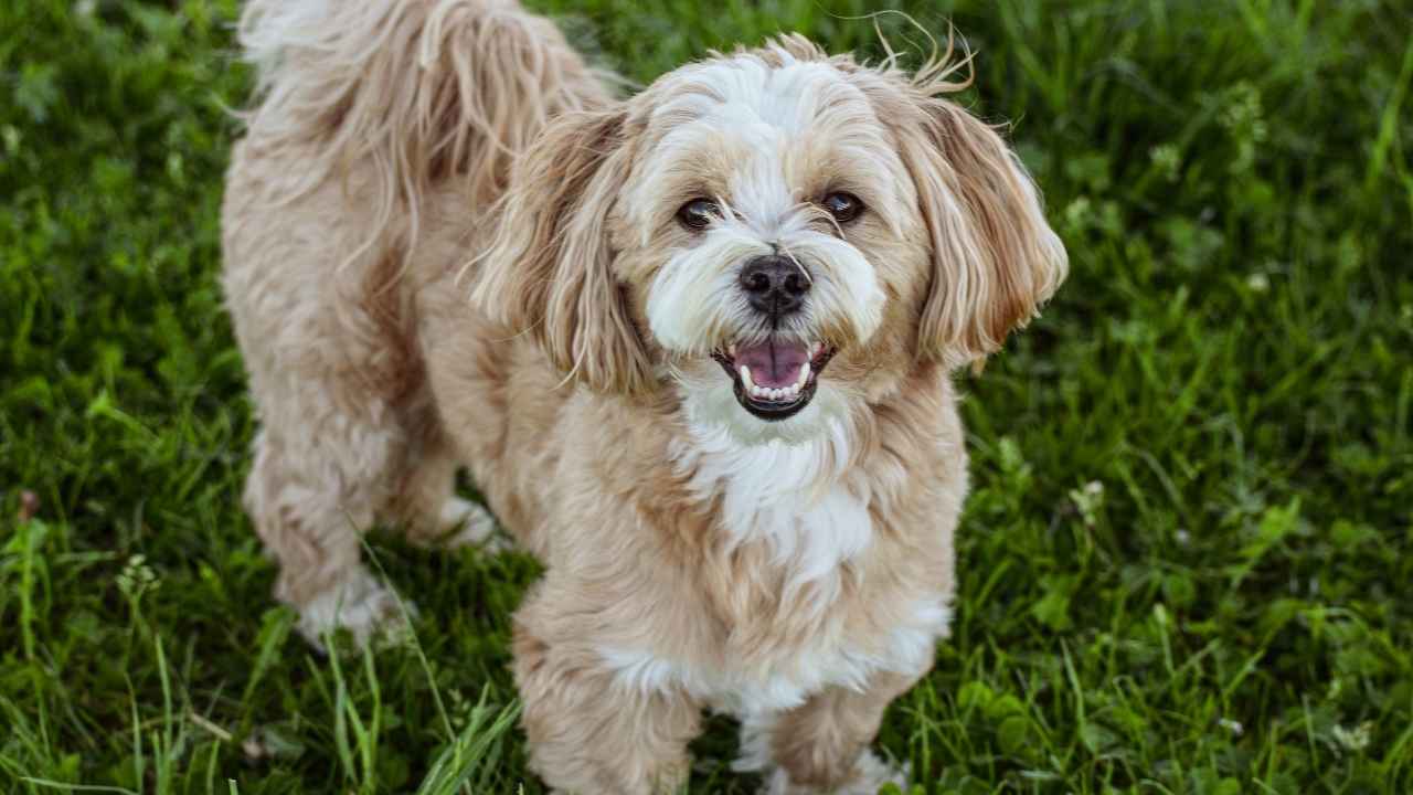 Lhasa Apso