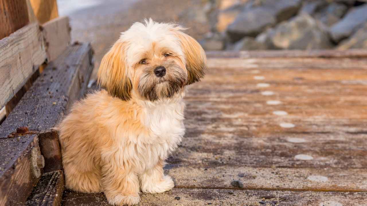 Lhasa Apso