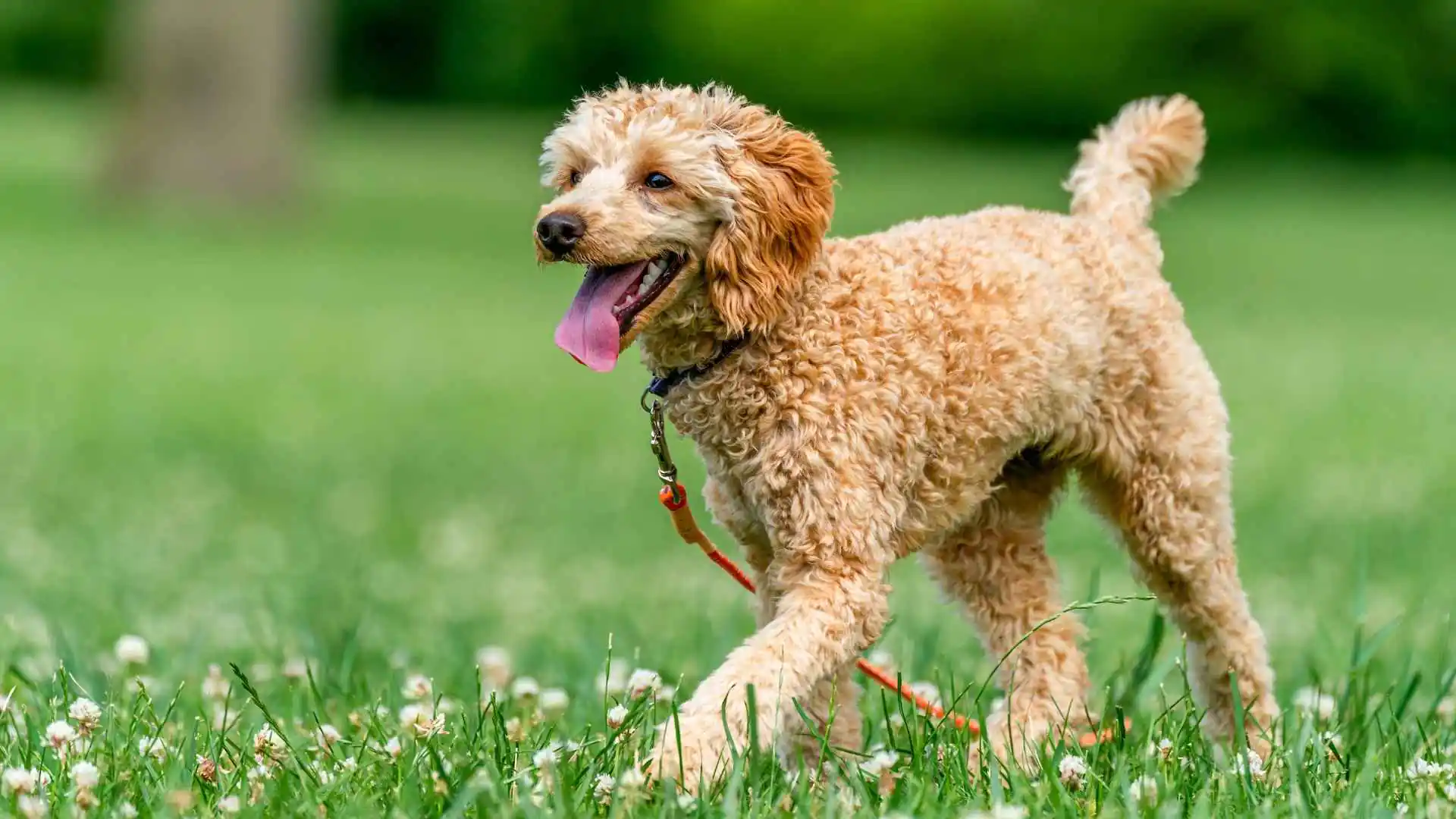 Low Dominance Dog Breeds That Are Gentle and Easygoing