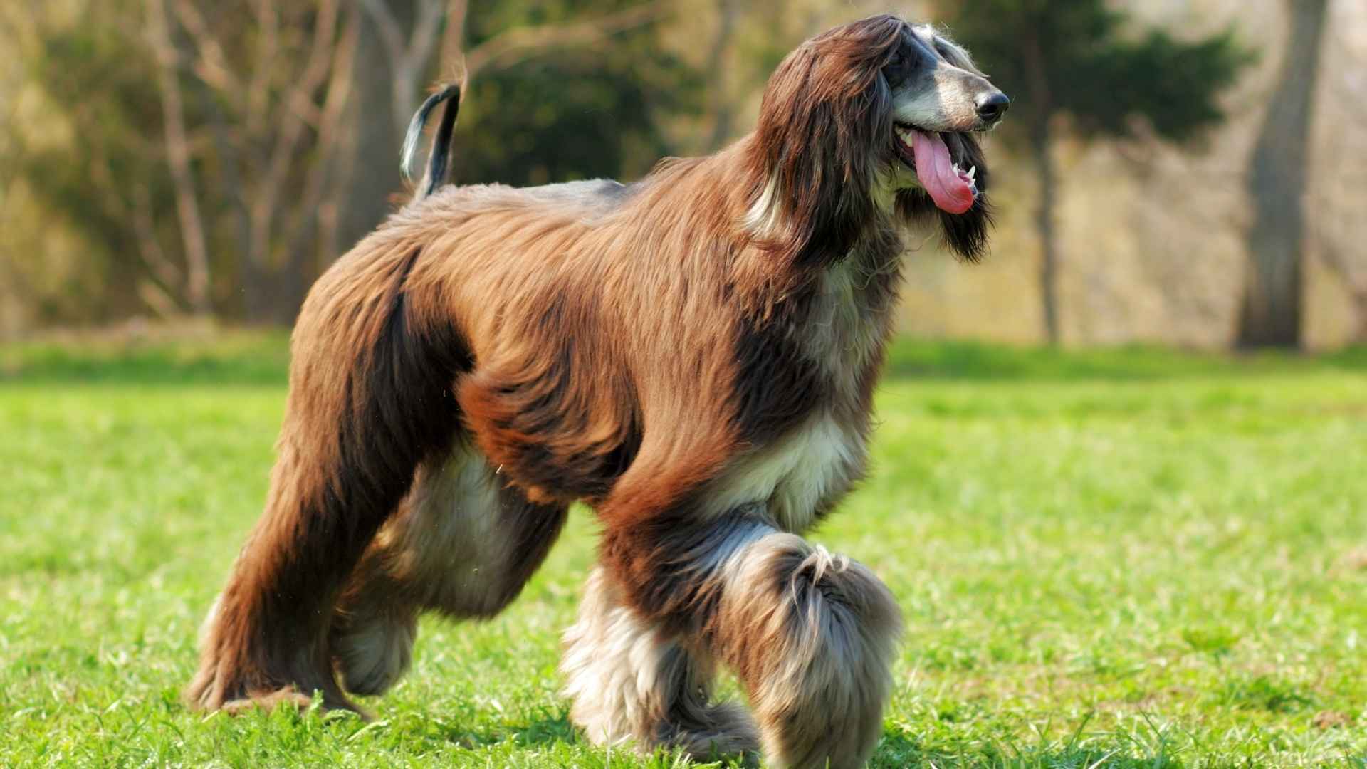 Low Shedding Dog Breeds