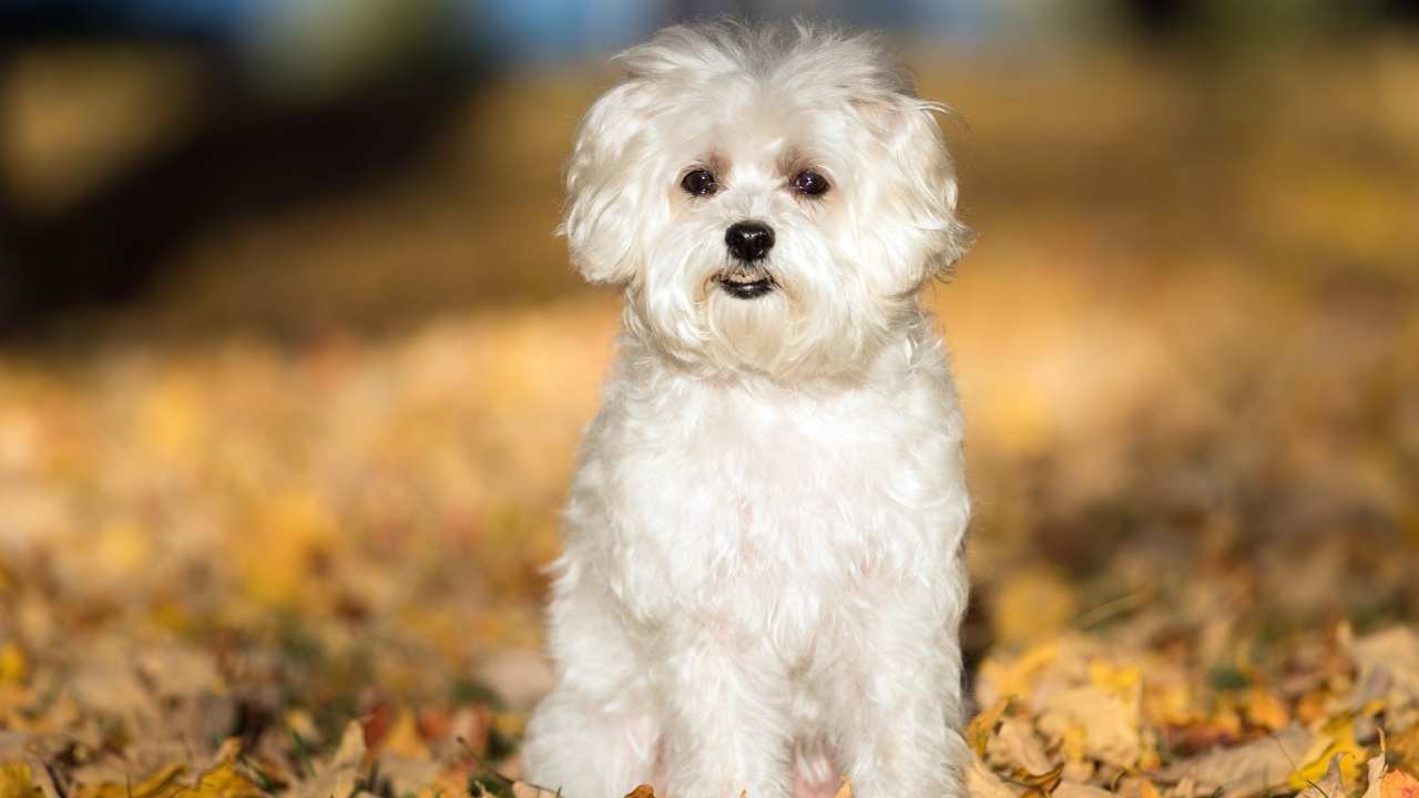 Maltese