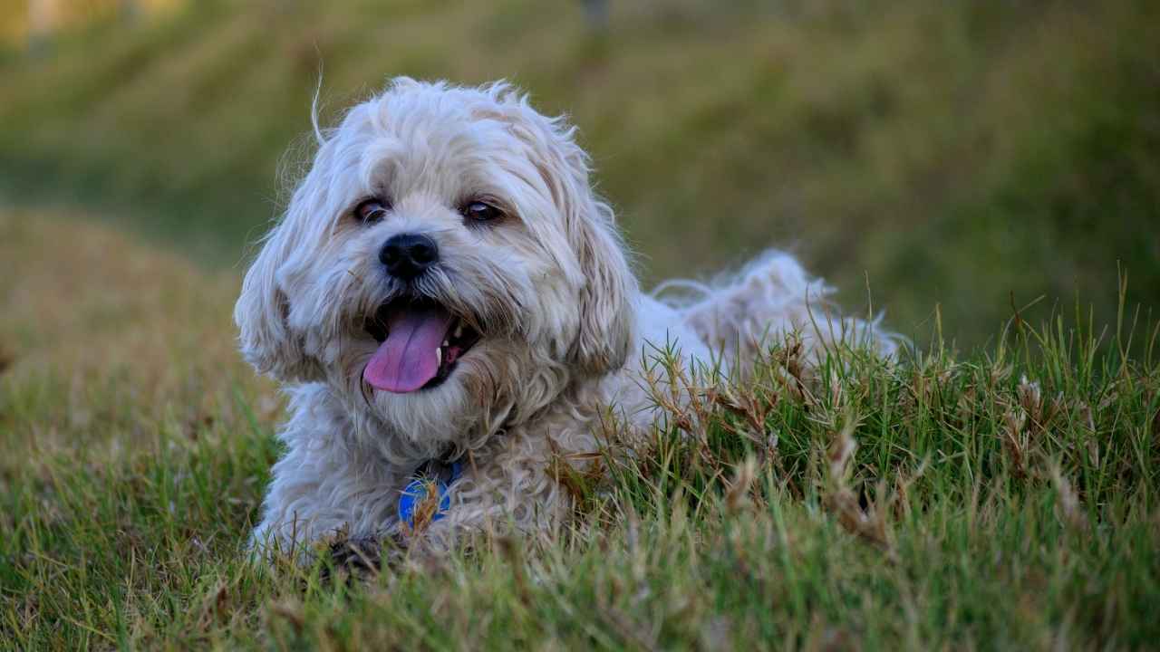 Maltese