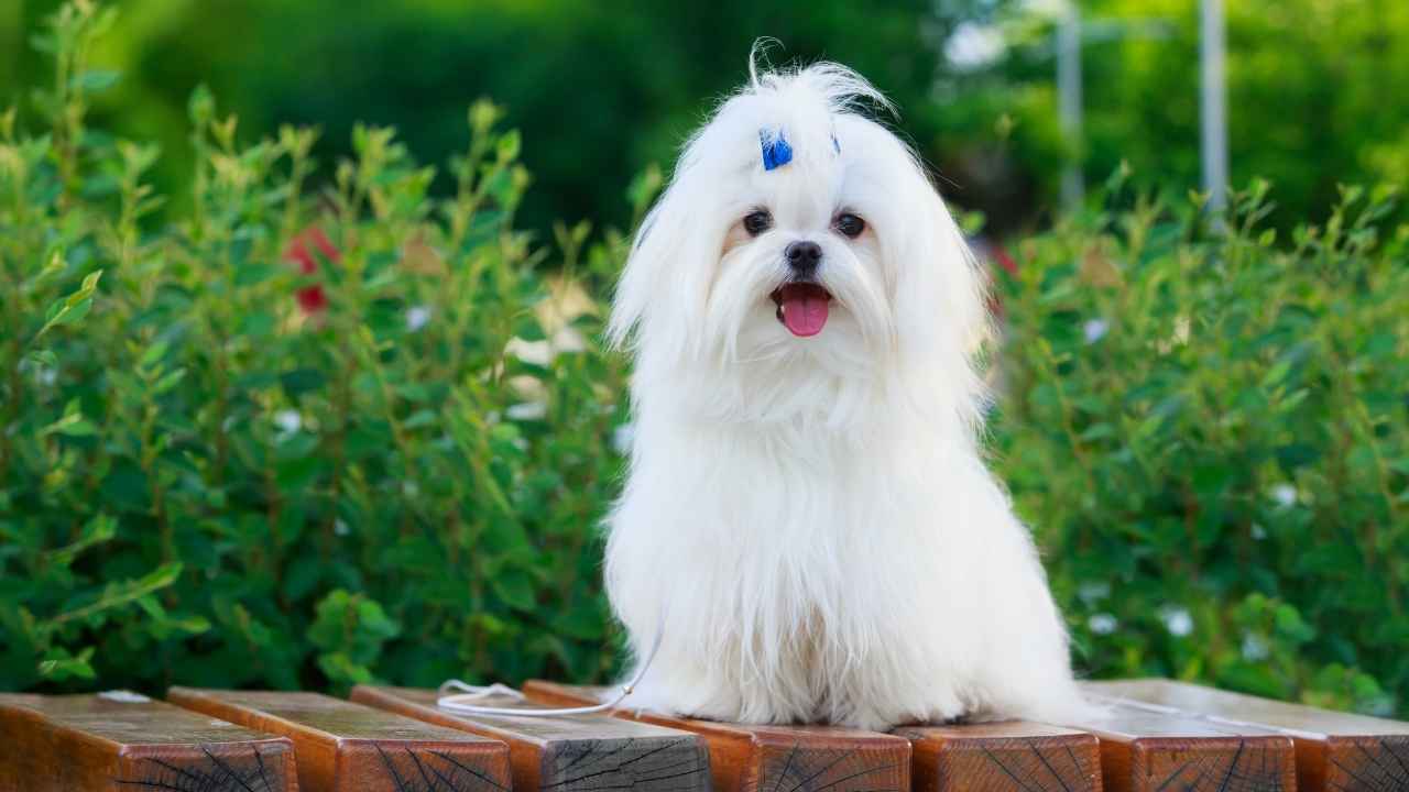 Maltese