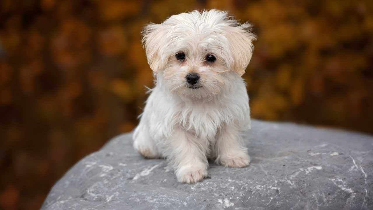 Maltese