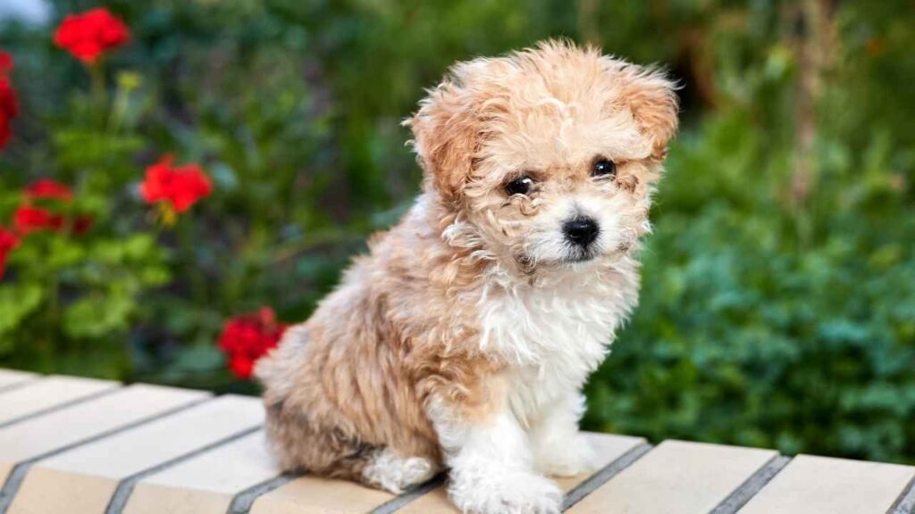 Maltipoo 