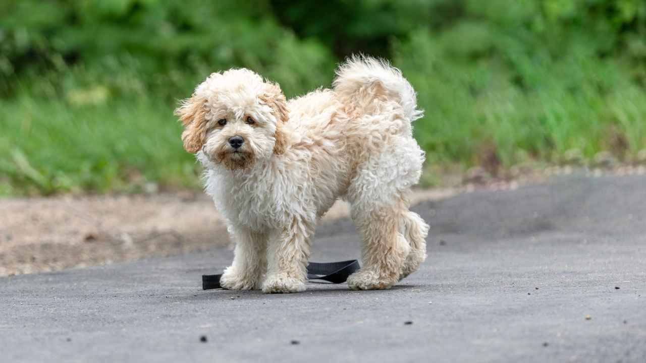 Maltipoo