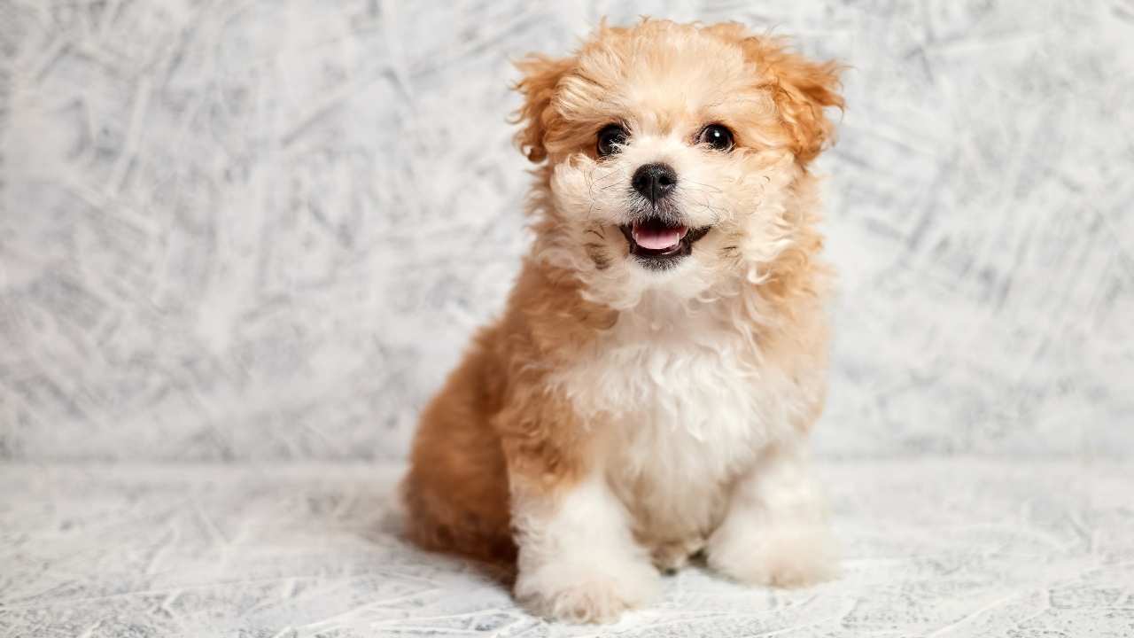 Maltipoo