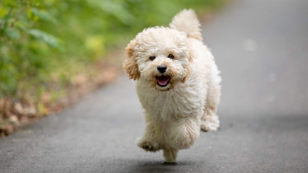 Maltipoo 