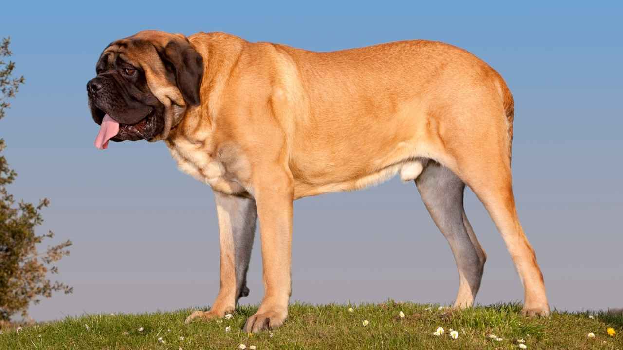 Mastiff