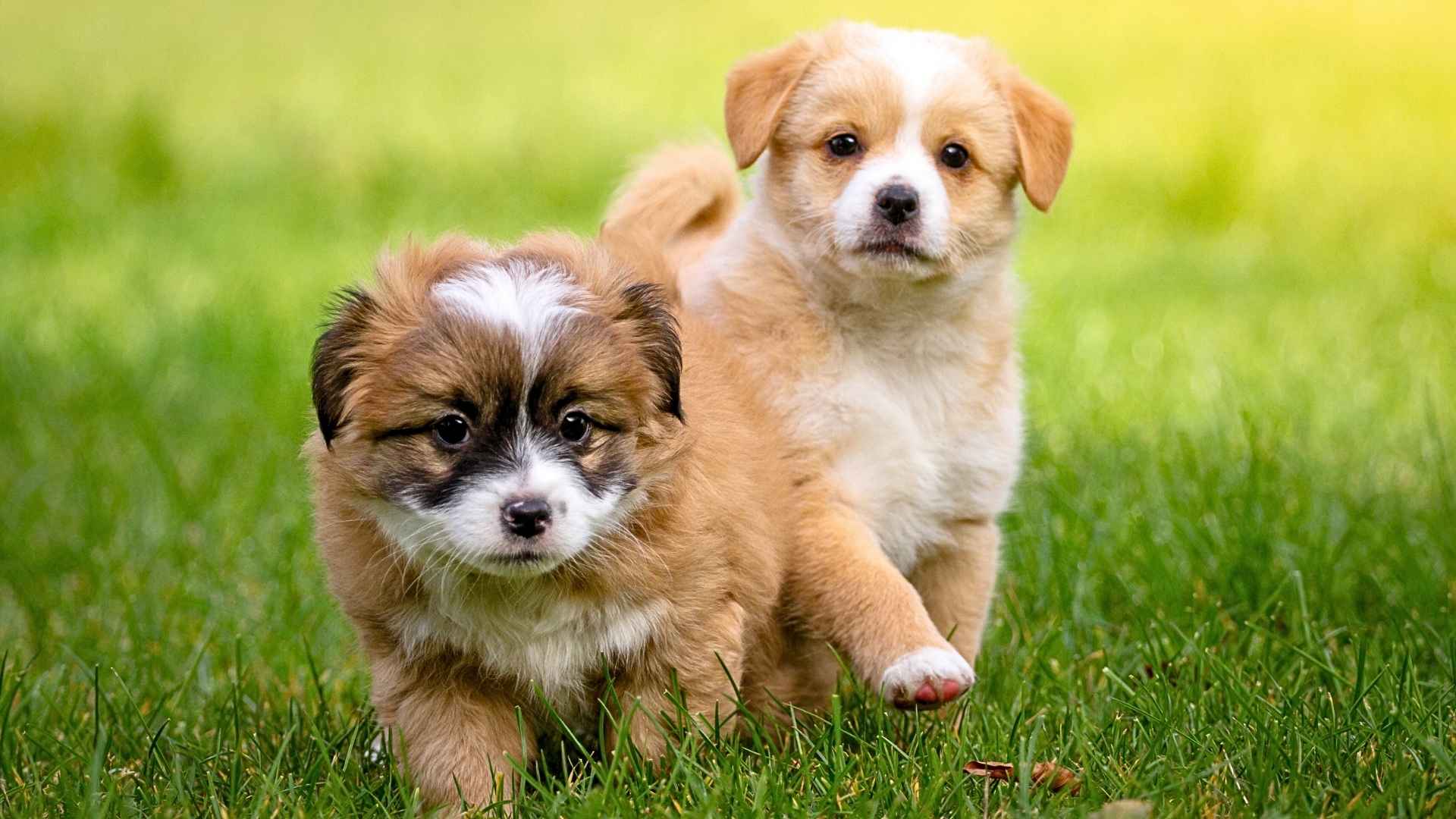 Medium Fluffy Dog Breeds 2