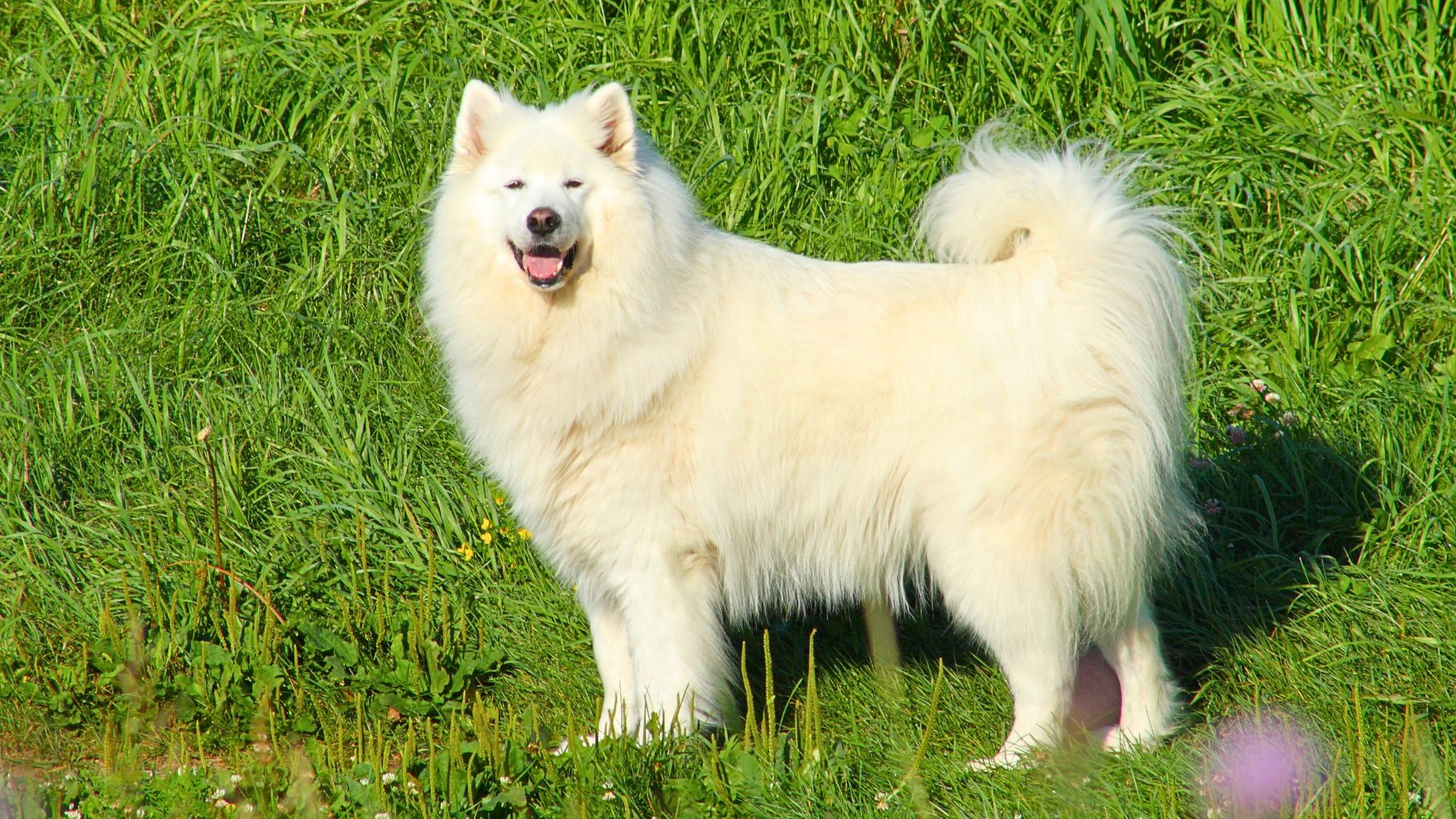 Medium Fluffy Dog Breeds 2025 01 29T125941.064