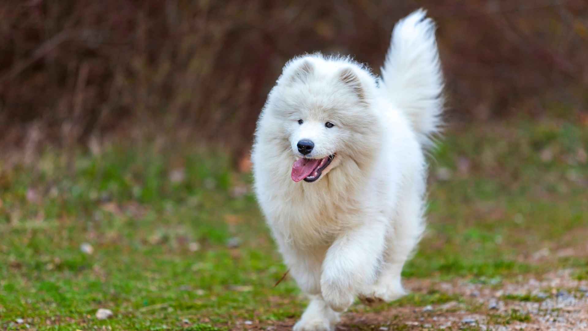 Medium Fluffy Dog Breeds 2025 01 31T143048.091