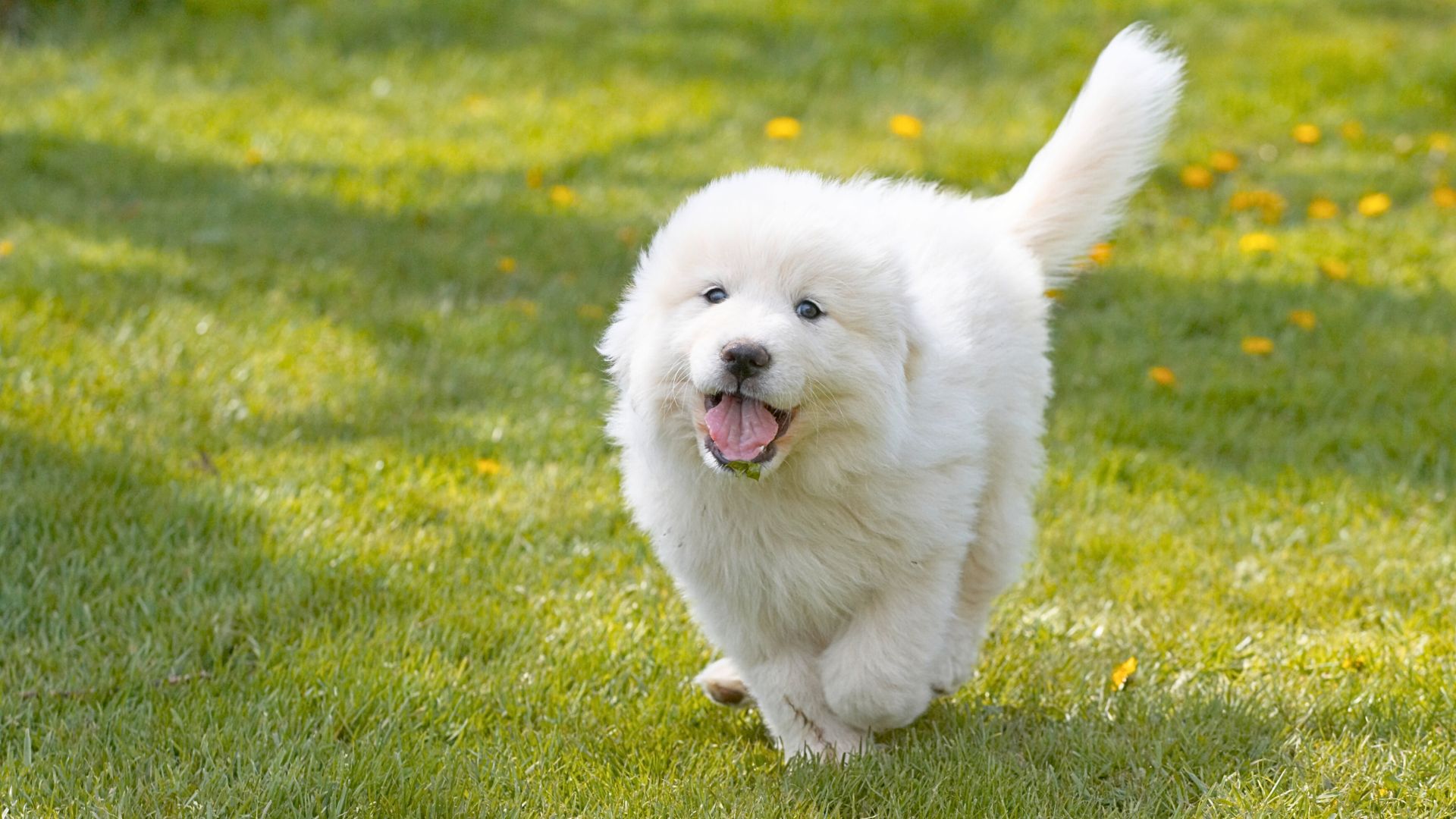 Medium Fluffy Dog Breeds 2025 02 01T110148.419