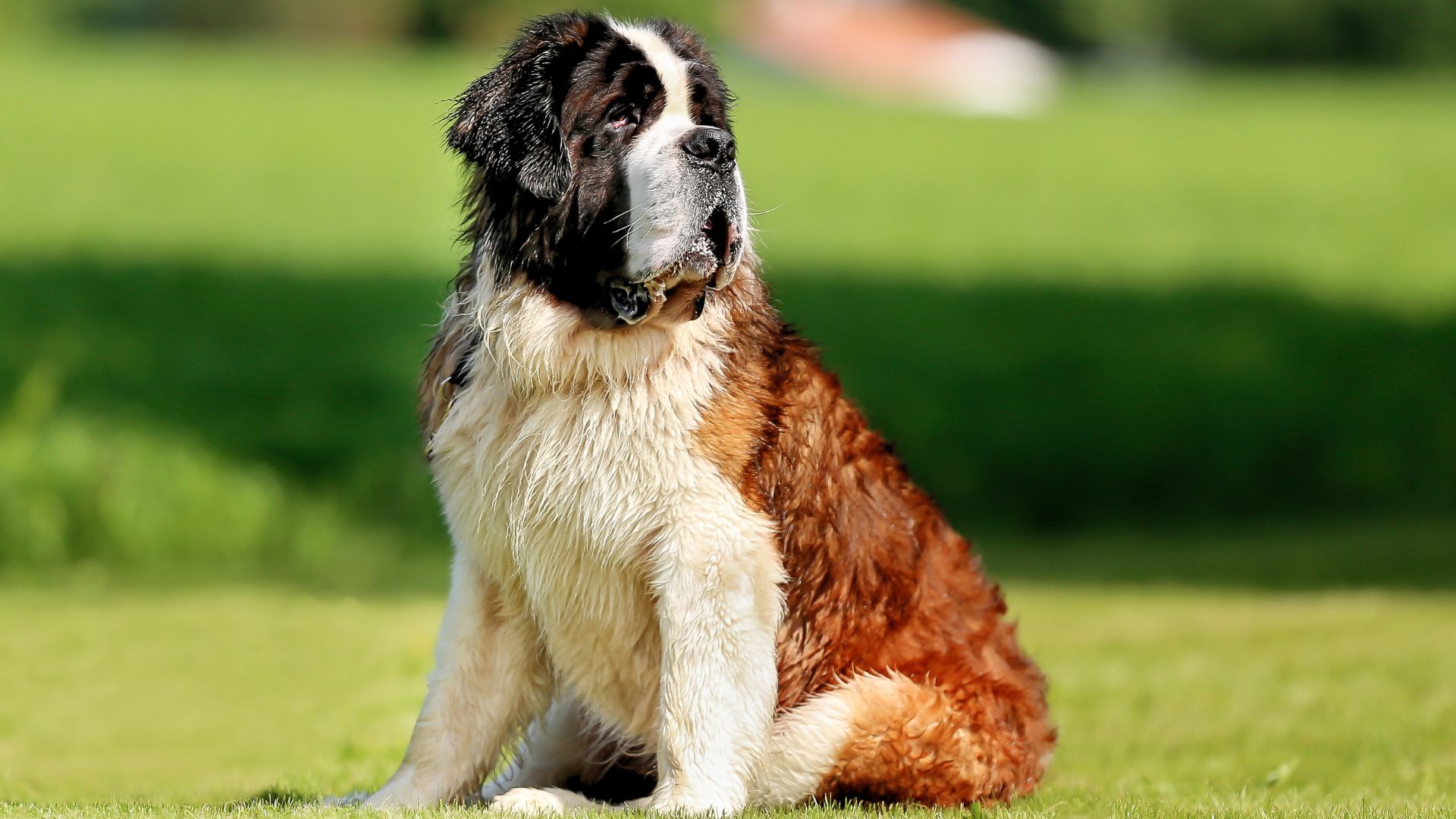 Medium Fluffy Dog Breeds 2025 02 01T112911.065