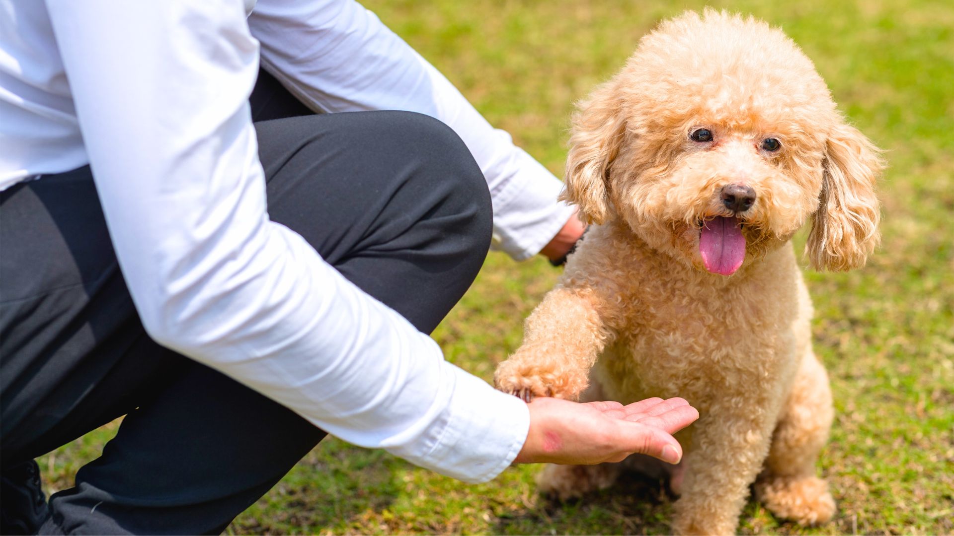 Medium Fluffy Dog Breeds 2025 02 01T155953.811